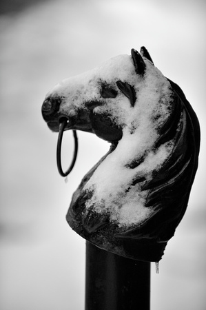 Cold horse